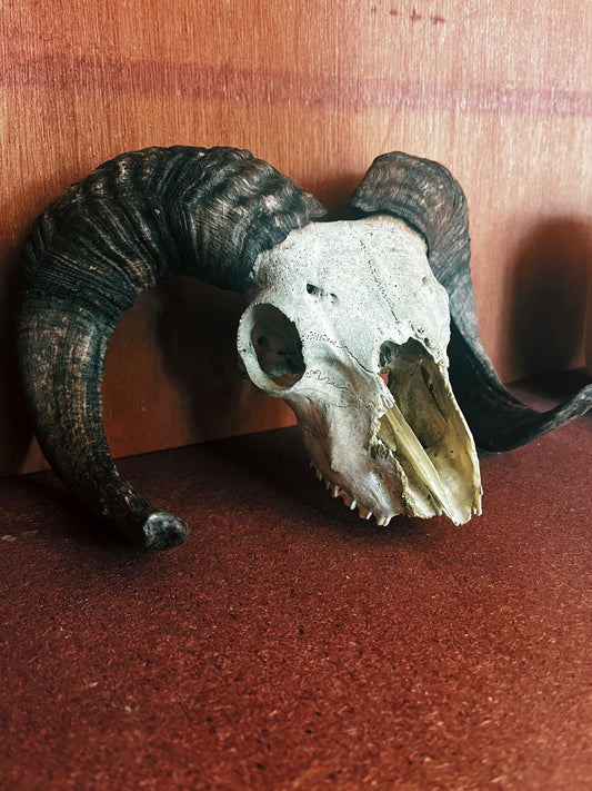 Crâne de mouton ( véritable )